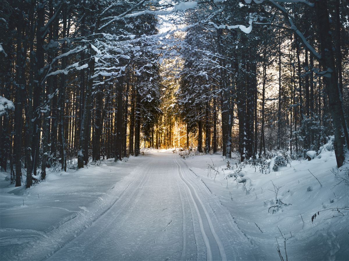 Snowy forest near a family ski area